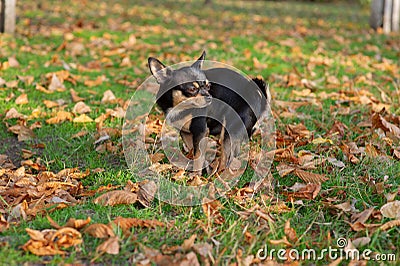 Chihuahua poop. A small dog, a black and brown-white Chihuahua, went for a walk to go to the toilet Stock Photo