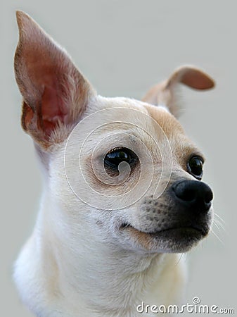 Chihuahua Portrait Stock Photo