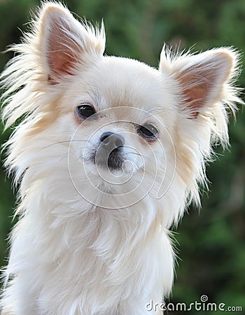 Chihuahua portrait Stock Photo