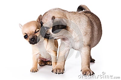 Chihuahua and pug puppies Stock Photo