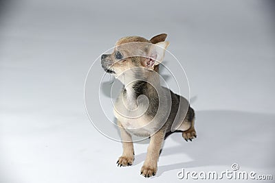 Chihuahua puppies champion of many exhibitions Stock Photo