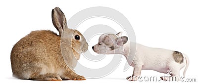 Chihuahua puppy, 10 weeks old, sniffing rabbit Stock Photo