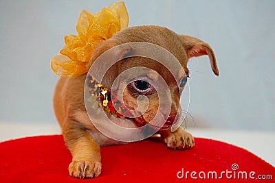 Chihuahua Puppy all dazzled up Stock Photo