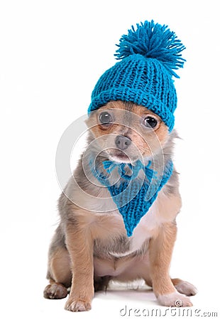 Chihuahua Puppy With Blue Scarf and Hat Stock Photo