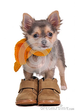 Chihuahua puppy with boots and scarf Stock Photo