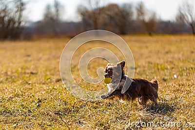 Chihuahua puppy playing outside with a yellow ball Stock Photo