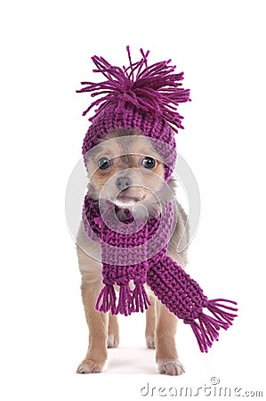 Chihuahua puppy funnily Dressed for Cold Weather Stock Photo