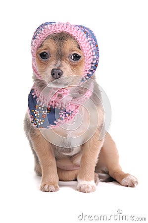 Chihuahua Puppy With Jeans Scarf and Cap Stock Photo