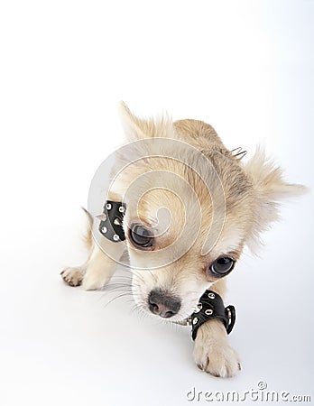 Chihuahua puppy with leather studded bracelets Stock Photo