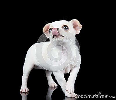 Chihuahua puppy licks Stock Photo