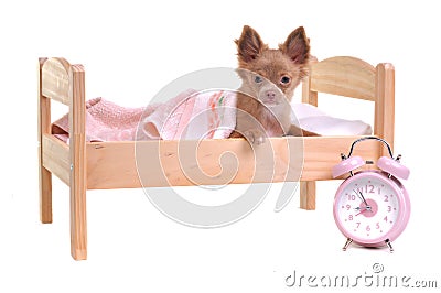 Chihuahua puppy lying in a bed with alarm-clock Stock Photo