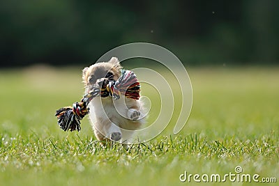 Chihuahua puppy play game with toy in woman hand Stock Photo