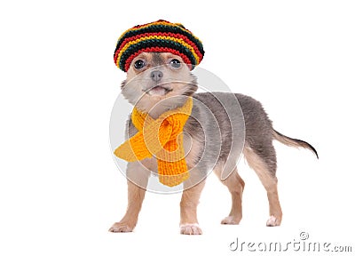 Chihuahua puppy with rastafarian hat and scarf Stock Photo