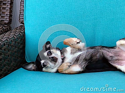 Dog relaxing in a chair Stock Photo