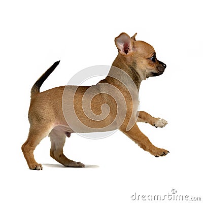 Chihuahua puppy running Stock Photo