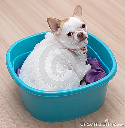 Chihuahua puppy sleep in the bucket Stock Photo