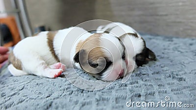 Chihuahua puppy sleeping Stock Photo