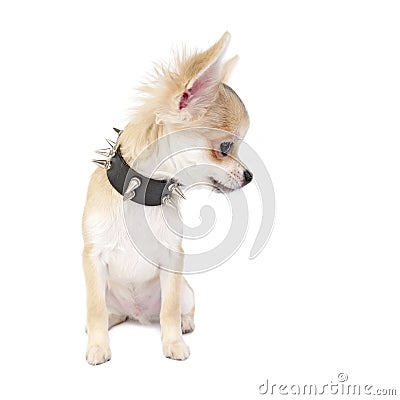 Chihuahua puppy with studded collar isolated Stock Photo