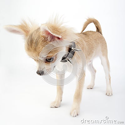 Chihuahua puppy with studded collar looking down Stock Photo