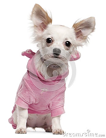 Chihuahua puppy wearing pink, 5 months old Stock Photo