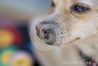 Chihuahua's Nose Stock Photo