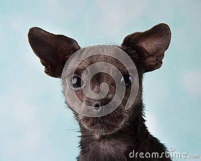 Chihuahua Shih Tzu Mix Portrait in Studio on a Blue and White Heart Background Face Stock Photo