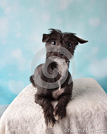 Chihuahua Shih Tzu Mix Portrait in Studio on a Blue and White Heart Background Lying Down Stock Photo