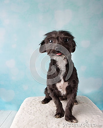 Chihuahua Shih Tzu Mix Portrait in Studio on a Blue and White Heart Background Sitting Stock Photo