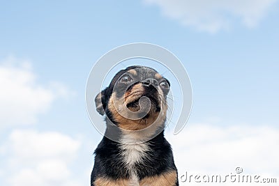 Chihuahua is sitting on the bench. Pretty brown chihuahua dog standing Stock Photo