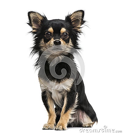 Chihuahua Stock Photo