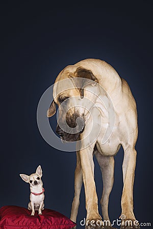 Chihuahua sitting on red pillow Great Dane standing alongside front view Stock Photo