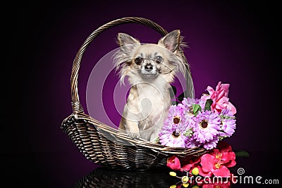 Chihuahua sitting in a wicker basket Stock Photo