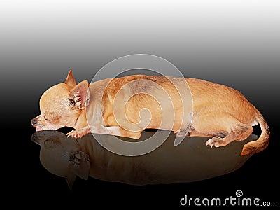 Chihuahua Sleep Stock Photo