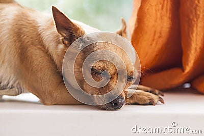 Chihuahua Stock Photo