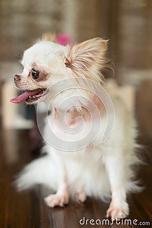 Chihuahua small dog happy smile Stock Photo