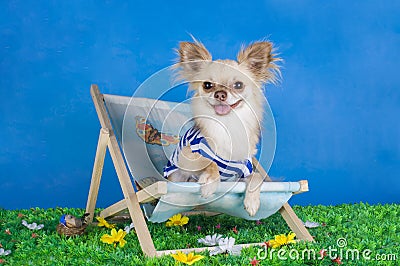 Chihuahua in striped vest on holiday Stock Photo