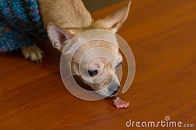 Chihuahua is trying to reach a morsel of smoked sausage left on a table Stock Photo