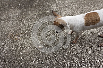 Chihuahua watching cicada larva Stock Photo