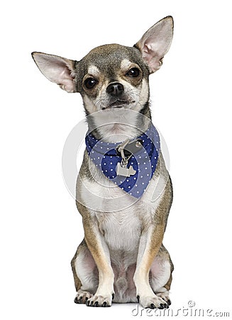 Chihuahua wearing blue handkerchief Stock Photo