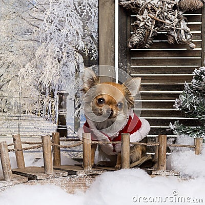 Chihuahua wearing a christmas cape Stock Photo