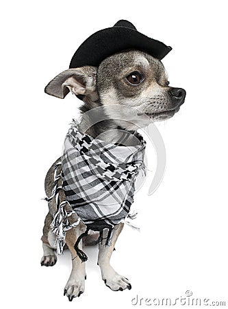 Chihuahua wearing a hat Stock Photo