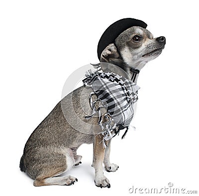 Chihuahua wearing a hat looking up Stock Photo