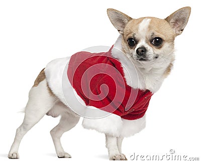 Chihuahua wearing Santa outfit, 3 years old Stock Photo