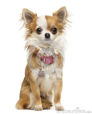 Chihuahua wearing a shiny collar, sitting, 7 months old Stock Photo