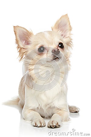 Chihuahua on a white background Stock Photo