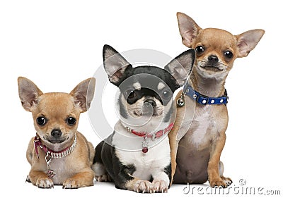 Chihuahuas, 3 years old, 2 years old, 3 months Stock Photo