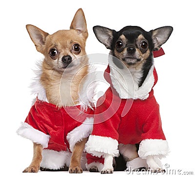 Chihuahuas dressed in Santa outfits Stock Photo