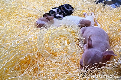 Chihuahuas in a pet shop Stock Photo