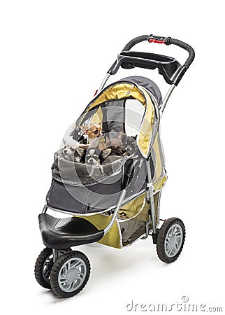 Chihuahuas in a stroller against white background Stock Photo