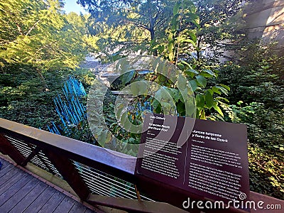 Chihuly creation in Crystal Bridges museum, Bentonville, Arkansas Editorial Stock Photo